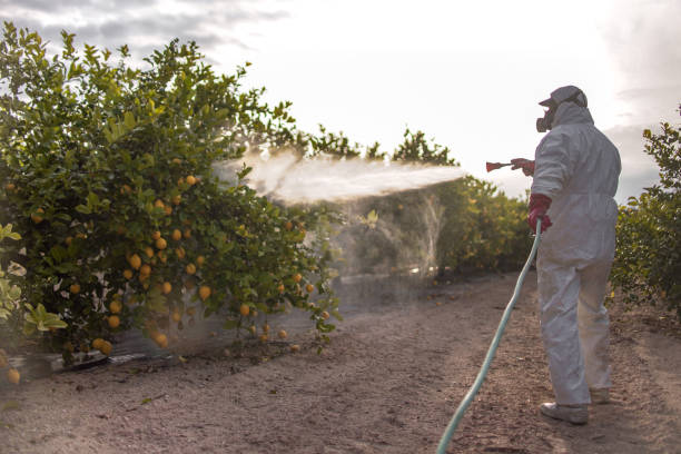 Best Pest Control Near Me in Shongopovi, AZ