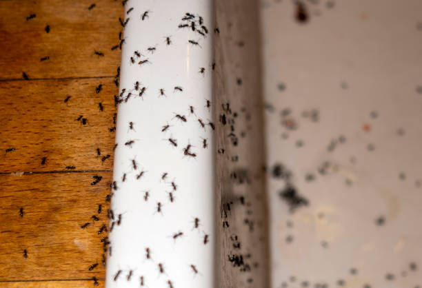Best Mosquito Control Services  in Shongopovi, AZ