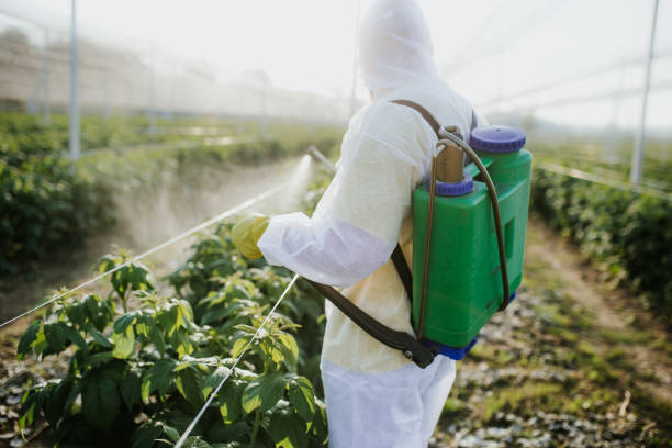Best Flea Control Services  in Shongopovi, AZ